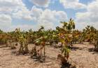 La Provincia informa cambios en la línea de financiamiento a productores afectados por la sequía