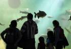 El Acuario del Río Paraná batió récord de visitas en vacaciones de invierno