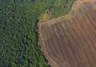 Brasil: La deforestación en el Amazonas se redujo un cincuenta por ciento