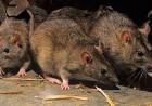 Provincia recuerda las medidas de prevención de Hantavirus
