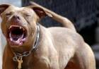 Ataque de perros pitbull: "Una mascota no es un adorno: es parte de la familia y necesita cuidados responsables"