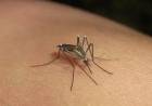 Volvieron los mosquitos a Santa Fe: especialistas advirtieron las causas y destacaron que no hay presencia de Aedes Aegypti