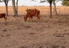 Emergencia agropecuaria en Santa Fe: la Comisión Nacional avaló la prórroga solicitada por Provincia