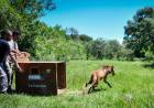 Biodiversidad: la Provincia liberó un aguará guazú recuperado en La Esmeralda