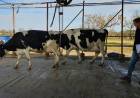 Con la 9° Competencia de Vacas a Campo comenzó la agenda de la 119° ExpoRural