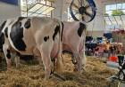 Cuatro vacas de tres cabañas muestran todo el potencial de la lechería en el 105° Concurso de Vacas Lecheras