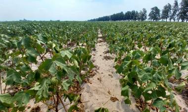 La provincia informó que hasta el 31 de marzo habrá tiempo para solicitar los certificados de emergencia agropecuaria