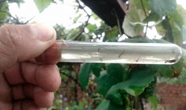 Mariana Maglianessi: "Hay que mantener los entornos limpios para evitar la presencia de vectores"