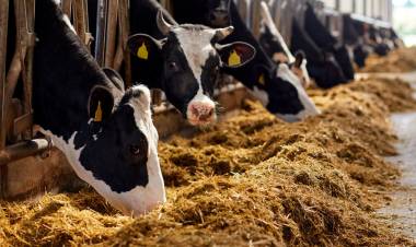 Diplomatura en Nutrición y Alimentación Animal   para el Norte santafesino