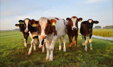 Gustavo Dascaño dio detalles del comienzo de la diplomatura en nutrición y alimentación animal de la UCSF