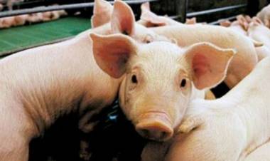 La provincia recomienda medidas de cuidado ante brotes de triquinosis