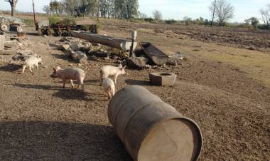 La provincia profundiza los controles y la prevención por el aumento de casos de triquinosis