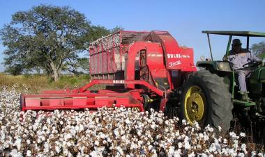 La Provincia abrió la inscripción al Registro Nacional de Productores Algodoneros