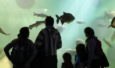 El Acuario del Río Paraná batió récord de visitas en vacaciones de invierno