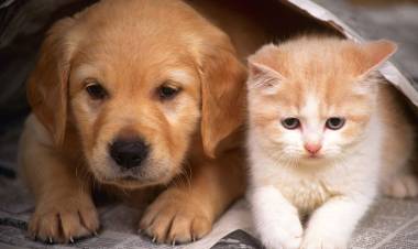 Presentan un registro único de animales de compañía perdidos