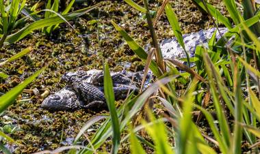 Nacieron crías de yacaré obero en la Reserva Ecológica de la UNL
