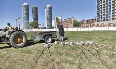 La Municipalidad sumó 50 árboles en un espacio del Puerto de Santa Fe