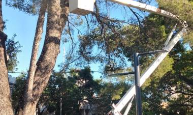 Plan de Poda: comenzaron los trabajos en distintos barrios de Santa Fe