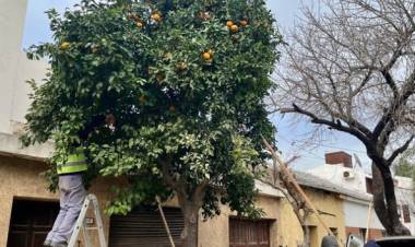 La Municipalidad comenzó con la recolección de toronjas para su utilización