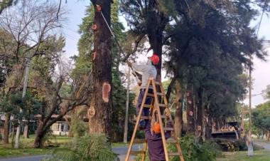 Plan de poda: los trabajos continúan en los boulevares Gálvez y Pellegrini