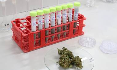 Nuevo ensayo para el control de calidad de cannabis