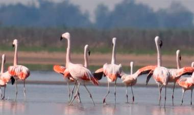 DR. Alejandro Gatto en Mañana 967: Flamencos en la laguna Setúbal
