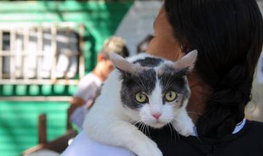 En noviembre, el IMUSA atendió a más de 5700 animales