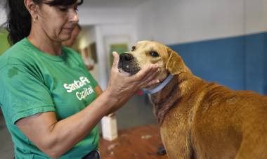 En diciembre, el IMUSA atendió más de 5000 animales