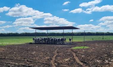 El verano es sinónimo de mejoras para el bienestar animal