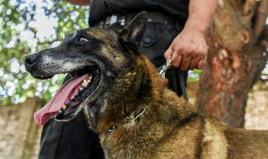 Sección Perros de la Policía de Santa Fe: décadas de servicio a la comunidad cumpliendo misiones en toda la provincia