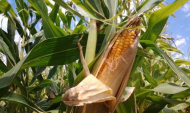 El campo necesita una reducción de la presión impositiva, no sólo de las retenciones