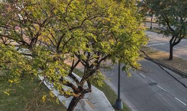 Se realizará el primer censo de arbolado urbano y estudiarán las islas de calor en la ciudad