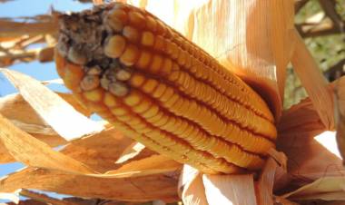 La baja de retenciones es “una señal muy importante para el sector”