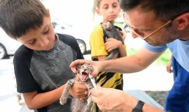 IMUSA en Playa Norte: se realizarán castraciones, desparasitaciones y vacunaciones antirrábicas gratuitas