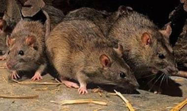 Provincia recuerda las medidas de prevención de Hantavirus