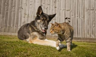 Cronograma de marzo para la atención de las Unidades Veterinarias Municipales