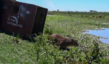 Cómo es el trabajo de los especialistas de Provincia en La Esmeralda para salvar animales silvestres