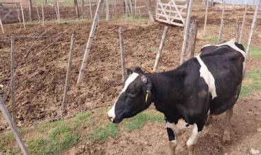 La inseguridad no cesa en el campo