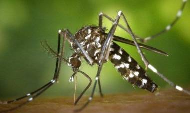 Dengue: Provincia recuerda las recomendaciones para viajeros por el fin de semana largo