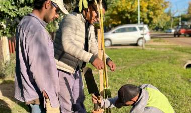 Se inició la plantación de lapachos amarillos