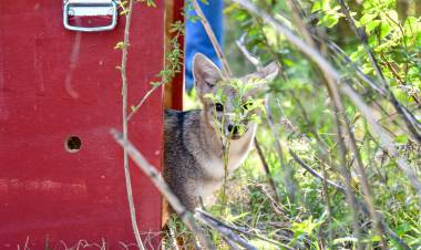 Biodiversidad: Provincia liberó fauna silvestre rehabilitada en el norte santafesino