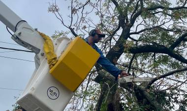 Santo Tomé: se continúa trabajando por un arbolado urbano más seguro y ordenado