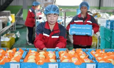 China anunció que comenzó a exportar peras a la Argentina