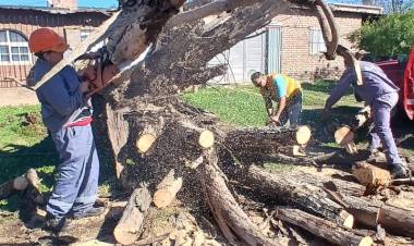 Arbolado Urbano y Electromecánica trabajan articuladamente para normalizar la situación