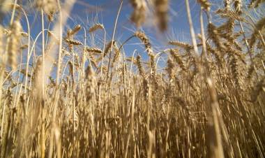 El Gobierno extiende la baja de retenciones para el trigo y la cebada pero deja afuera a la soja