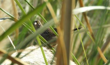 Cómo es el Cachilo Ceja Amarilla, la nueva especie de la Reserva Natural del Oeste