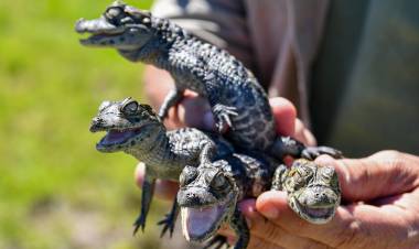 Biodiversidad: Provincia ya liberó más de 350 animales silvestres en 2025