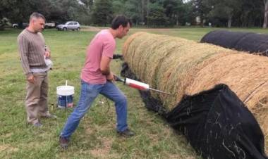 La semilla mágica argentina: el cultivo que puede generar US$ 250 millones al año