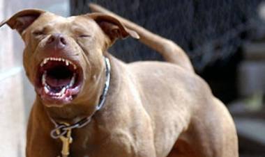 Ataque de perros pitbull: "Una mascota no es un adorno: es parte de la familia y necesita cuidados responsables"