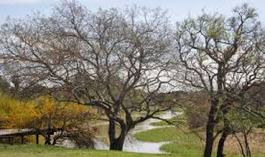 Ciencia y territorio Buscan mitigar los anegamientos en Rincón con vegetación nativa